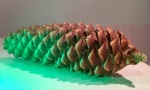 Pine Cone 2, by Maureen Robinson