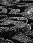 Knot garden pattern, by Paul Brewerton