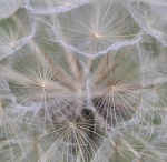 Seed Head, by Maureen Tyrrell