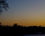 Birds at sunrise, by Miggy Wild
