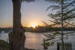 Blenheim sunrise through trees, by Miggy Wild