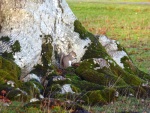 Squirrel at Blenheim, by Miggy Wild