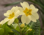 Primroses, by Lindsey Smith