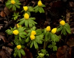 No. 1. Aconites, by Paul Brewerton