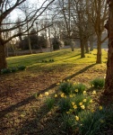 Daffodils on the Green, by Phil Le Mare