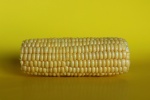 Corn, by Zita Joyce