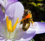 Bee on Crocus, by Nick Hardwick