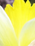 Daffodil Close Up, by Alison Walton