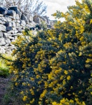 Gorse, by John Emmett