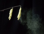 Hazel pollen, by Nick Hardwick