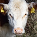 It's all in the ears, by John Emmett