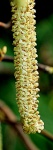 More Catkins, by John Prenitice
