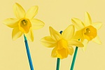 Yellow_06, by Martyn Pearse