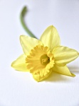 Daffodil, by Maureen Tyrrell