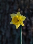 Yellow 3, by Richard Broadbent