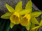 Two daffodils, by Wendy Meagher