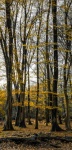 Yellow tree leaves, by Wendy Meagher