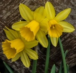 Three daffodils, by Wendy Meager
