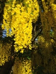 Wisteria, by Miggy Wild