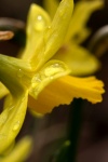 Yellow 2, by Colin Lamb