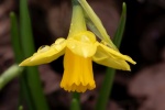 Yellow 3, by Colin Lamb