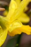 Yellow 4, by Colin Lamb