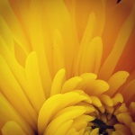 Yellow crysanthemum, by Alison Walton