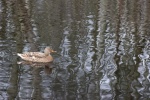 Duck, by Ann Moyce