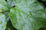 Leaves and Rain, by Meriel Flux