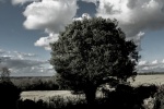 Oak weather, by Meriel FLux