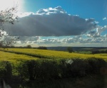 Rape Seed, by Meriel Flux