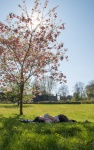 Sleeping in shade, by Nick Hardwick