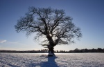 Solstice Oak, by Nick Hardwick