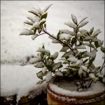 Late snowfall 2, by Paul Brwerton