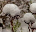 Late snowfall, by Paul Brewerton