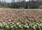 KBW Spring Flowers at Wad Manor
