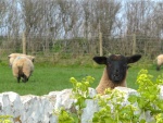black sheep