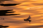 Jim Muller - Reflections-5
