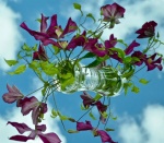 Maureen Robinson - Clematis in the Clouds