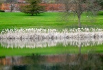 Miggy Wild - Rushes reflection