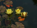 Paul Brewerton - Lilies
