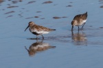Richard Broadbent - Reflections -1