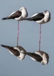 John Emmett - Black-winged Stilts