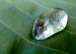 Miggy WIld - reflection in a water droplet