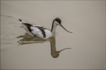 Paul Brewerton - Slimbridge