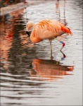 Paul Brewerton - Slimbridge