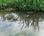 Wendy Meagher - Sezincote pond reflections