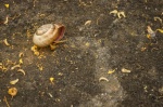 Nick Hardwick - Abandoned shell