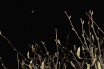 April 11 JohnP 1