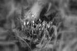 Black White 15 John P2